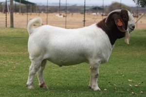 1 X BOERBOK RAM BOSLAND BOERDERY POTENTIAL STUD