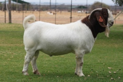 1 X BOERBOK RAM BOSLAND BOERDERY POTENTIAL STUD