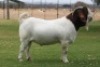 1 X BOERBOK RAM BOSLAND BOERDERY POTENTIAL STUD
