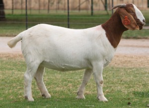 1 X BOERBOK OOI/EWE BOSLAND BOERDERY KUDDE SPEEN