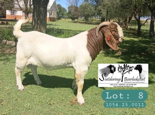 1 X BOER GOAT BUCK Soetdorings Boerbokstoet