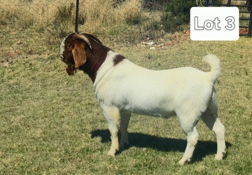 1 X BOER GOAT BUCK BIETJIE BERG