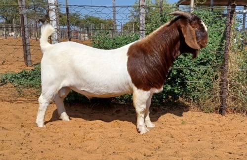 1 X BOER GOAT BUCK Witsand Boerbokstoet