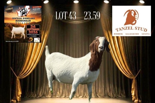 1 X BOER GOAT DOE TANZEL