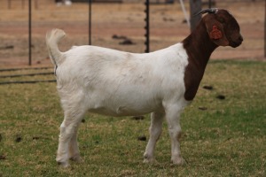  1 X BOERBOK OOI/EWE BOSLAND BOERDERY KUDDE SPEEN