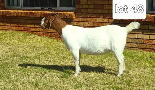 1 X BOER GOAT DOE BIETJIE BERG