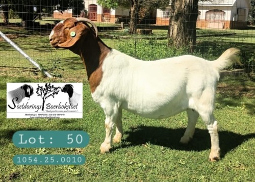1 X BOER GOAT DOE Soetdorings Boerbokstoet