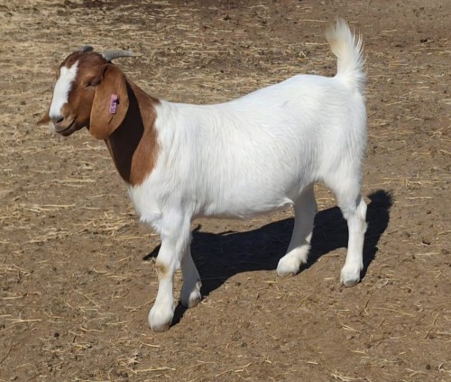 1 X BOER GOAT DOE Blackheath BBS