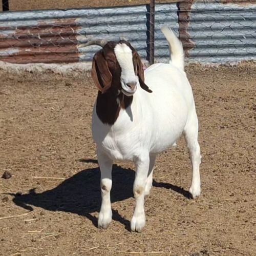 1 X BOER GOAT DOE Blackheath BBS
