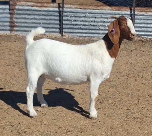 1 X BOER GOAT DOE Blackheath BBS