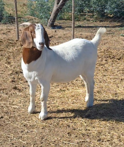 1 X BOER GOAT DOE Blackheath BBS