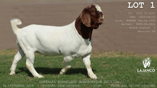1 X BOER GOAT BUCK LaJanco Boerbokstoet