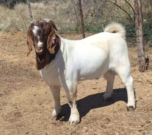 1 X BOER GOAT BUCK Blackheath BBS