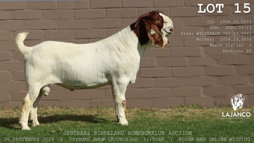 1 X BOER GOAT BUCK LaJanco Boerbokstoet