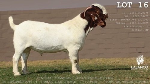 1 X BOER GOAT BUCK LaJanco Boerbokstoet