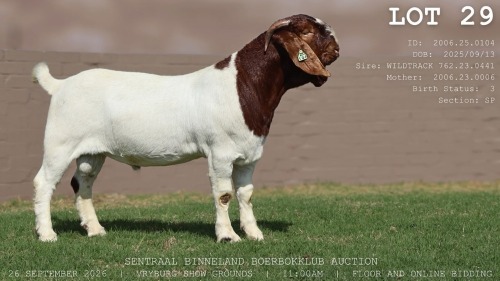 1 X BOER GOAT BUCK LaJanco Boerbokstoet