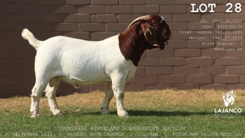 1 X BOER GOAT BUCK LaJanco Boerbokstoet