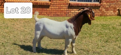 1 X BOER GOAT BUCK BIETJIE BERG