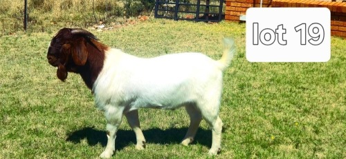 1 X BOER GOAT BUCK BIETJIE BERG