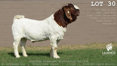 1 X BOER GOAT BUCK LaJanco Boerbokstoet
