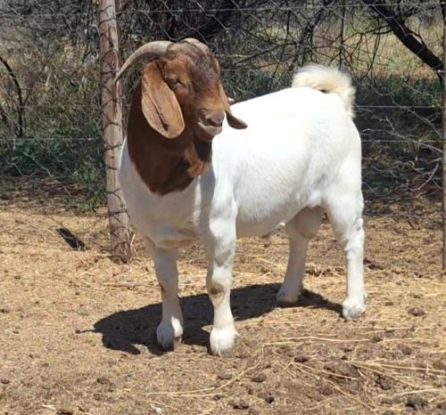 1 X BOER GOAT BUCK Blackheath BBS