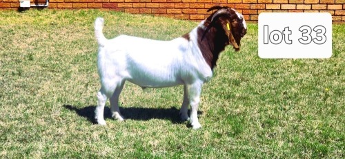 1 X BOER GOAT BUCK BIETJIE BERG
