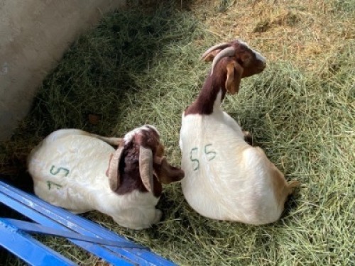 LOT 55&nbsp; 1X RAM BOERBOK Rhenosterhoek, Kobus van der Walt - 082926 0929