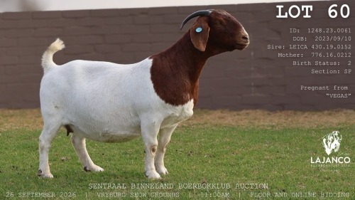 1 X BOER GOAT DOE LaJanco Boerbokstoet