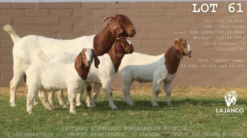 1 X BOER GOAT DOE LaJanco Boerbokstoet