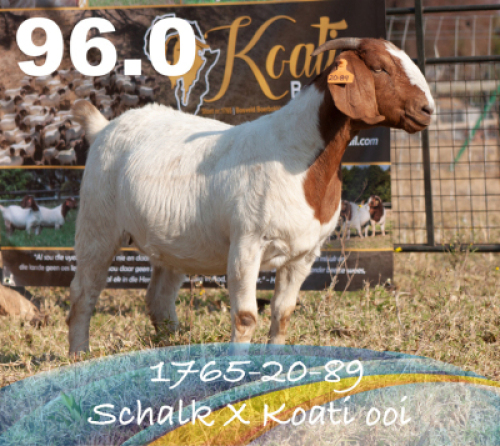 1 X BOERBOK OOI/EWE KOATI KUDDE/FLOCK STOET -