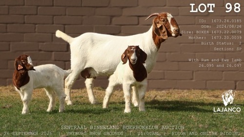 1 X BOER GOAT DOE LaJanco Boerbokstoet