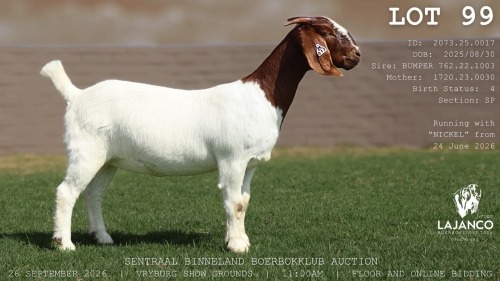 1 X BOER GOAT DOE LaJanco Boerbokstoet