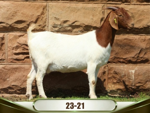 1 X BOER GOAT DOE Naud&egrave; Boerbok Stoet