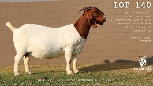 1 X BOER GOAT DOE LaJanco Boerbokstoet