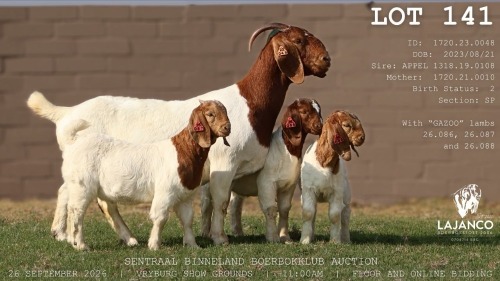 1 X BOER GOAT DOE LaJanco Boerbokstoet