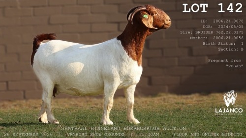 1 X BOER GOAT DOE LaJanco Boerbokstoet