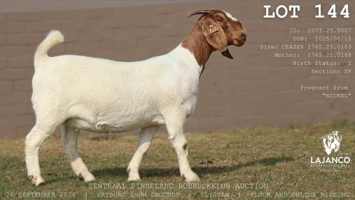 1 X BOER GOAT DOE LaJanco Boerbokstoet