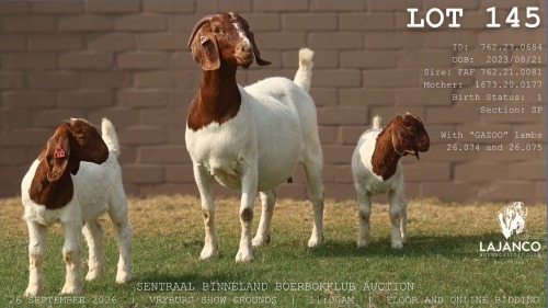 1 X BOER GOAT DOE LaJanco Boerbokstoet