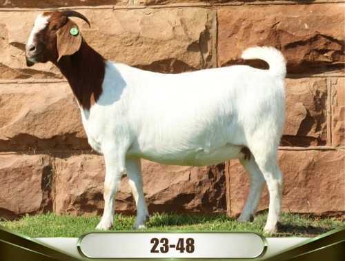 1 X BOER GOAT DOE Naud&egrave; Boerbok Stoet