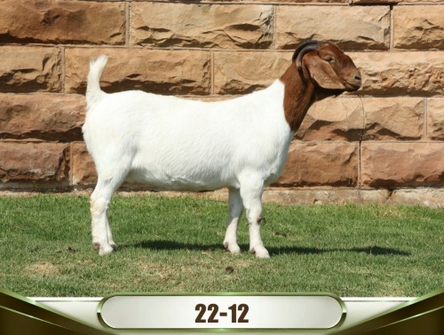 1 X BOER GOAT DOE Naud&egrave; Boerbok Stoet