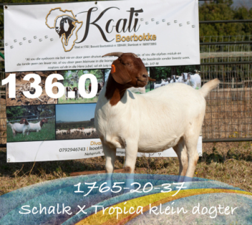 1 X BOERBOK OOI/EWE KOATI BOERBOK STOE KUDDE/FLOCKT -