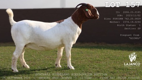 1 X BOER GOAT DOE LaJanco Boerbokstoet
