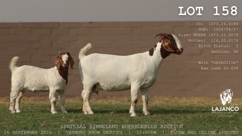 1 X BOER GOAT DOE LaJanco Boerbokstoet