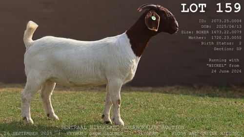 1 X BOER GOAT DOE LaJanco Boerbokstoet