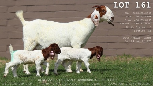 1 X BOER GOAT DOE LaJanco Boerbokstoet
