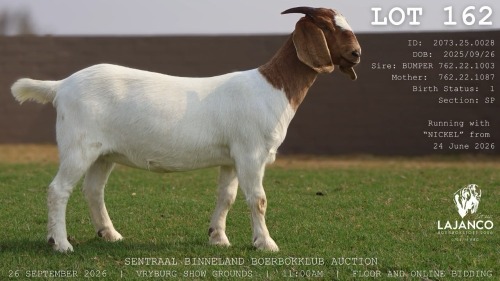 1 X BOER GOAT DOE LaJanco Boerbokstoet