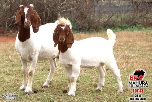 1+1 X BOER GOAT DOE Mahura Boergoat Stud