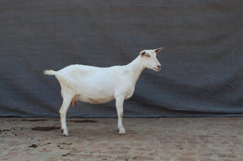1 X SAANEN BUCK Limpopo Melkery