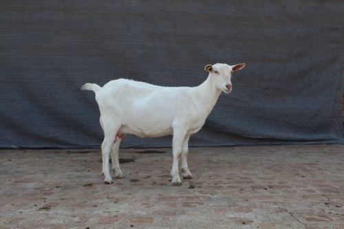 1 X SAANEN BUCK Limpopo Melkery