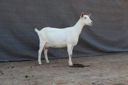1 X SAANEN DOE Limpopo Melkery